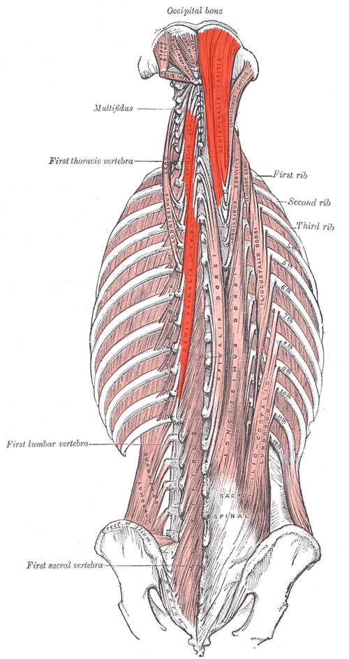 500px-Semispinalis.png