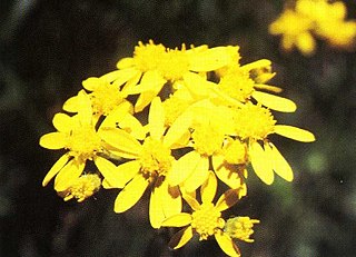 <i>Senecio hydrophilus</i> Species of flowering plant