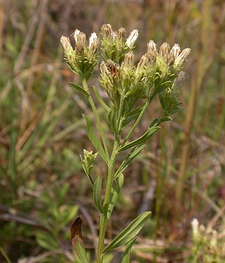 <i>Sericocarpus</i> Genus of flowering plants in the family Asteraceae