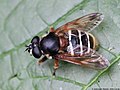 Sericomyia lappona (Linnaeus, 1758)