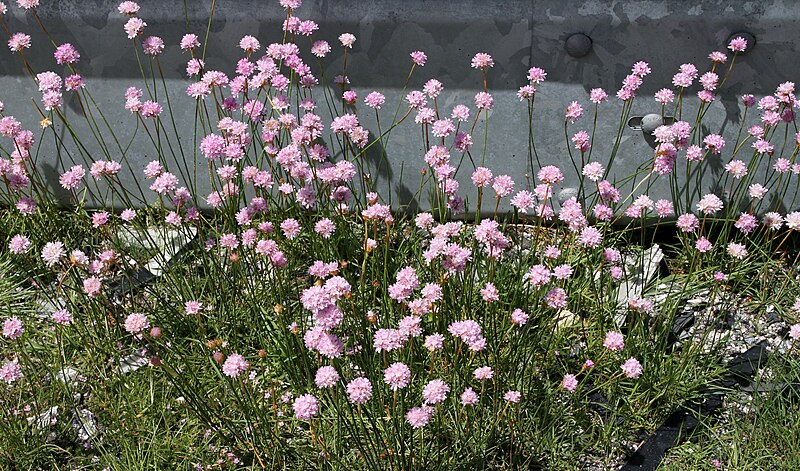 File:Serra da Estrela-180-Allium-2011-gje.jpg