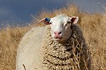 כבשה בניו זילנד