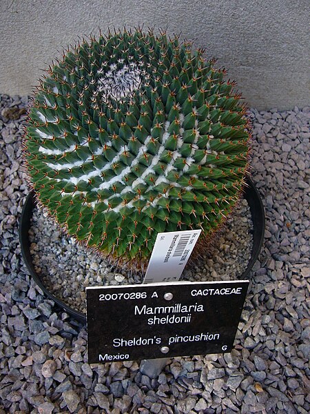 File:Sheldon's pincushion - Mammillaria sheldonii.jpg