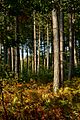 Sherwood Forest - panoramio (1).jpg