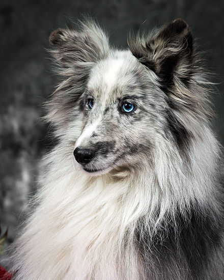 blue merle sheltie