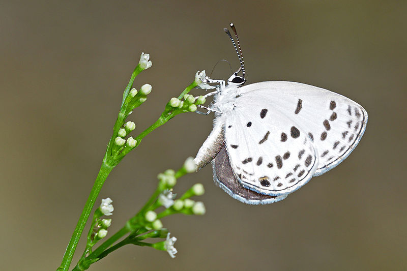 File:Shijimia moorei ventral view 20150529.jpg