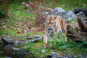 Siberian Tiger (38846192081).jpg