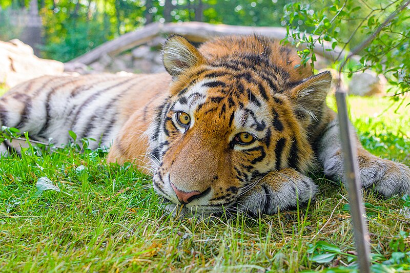 File:Siberian Tiger (52108867565).jpg