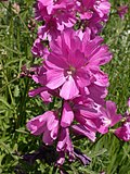 Thumbnail for Sidalcea nelsoniana