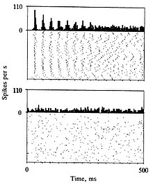 Autocorrelations and spike raster plots of two single-units recorded from the secondary somatosensory cortex of a monkey. The top neurons is oscillating spontaneously at ~30 Hz, the bottom neuron is not oscillating. Single-unit oscillations monkey SII.jpg