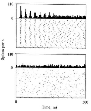 Neural Oscillation