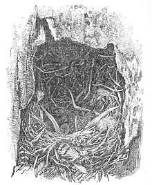 Illustration of the nest