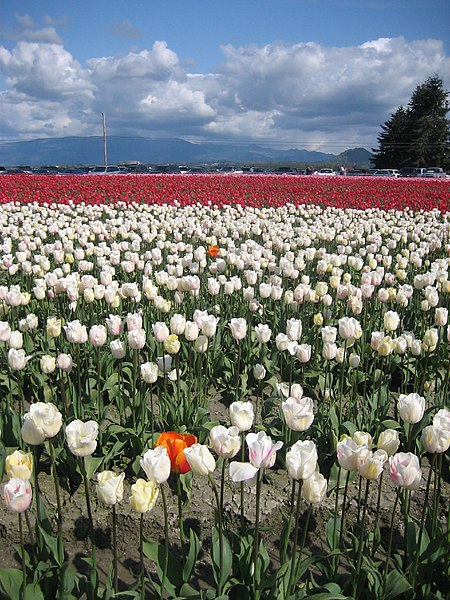 File:Skagit Valley Tulip Festival 2007 (2).jpg