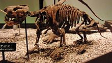 Ernanodon antelios.jpg skeleti