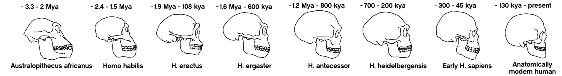 Skulls of successive (or near-successive, depending on the source) human evolutionary ancestors,[c] up until 'modern' Homo sapiens * Mya – million years ago, kya – thousand years ago