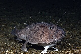 <span class="mw-page-title-main">Celebes monkfish</span> Species of fish