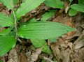 Maianthemum japonicum