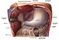 Gallbladder shown in green below the liver Sobo 1906 405.png