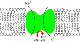 <span class="mw-page-title-main">Sodium in biology</span> Use of Sodium by organisms