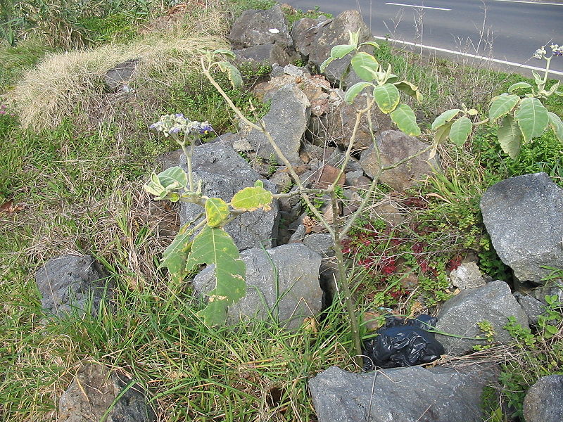 File:Solanum mauritianum (Habitus).jpg