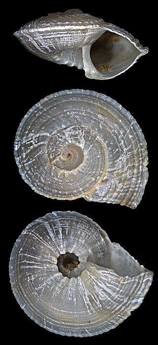 <i>Solatisonax</i> Genus of gastropods