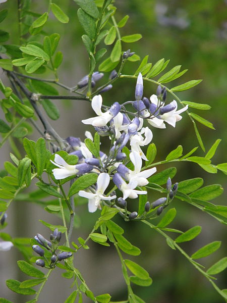 File:Sophora davidii (17725843529).jpg