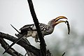 Southern Yellow Billed Hornbill Feeding on caterpillar.jpg