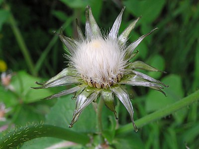 Sow thistle seed head