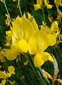 Flor de la ginesta (Spartium junceum), de la subfamília Faboideae