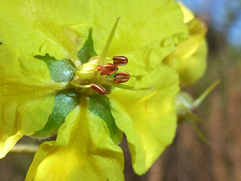 File:Sphedamnocarpus pruriens, stampers en meeldrade, Groenkloof NR.jpg