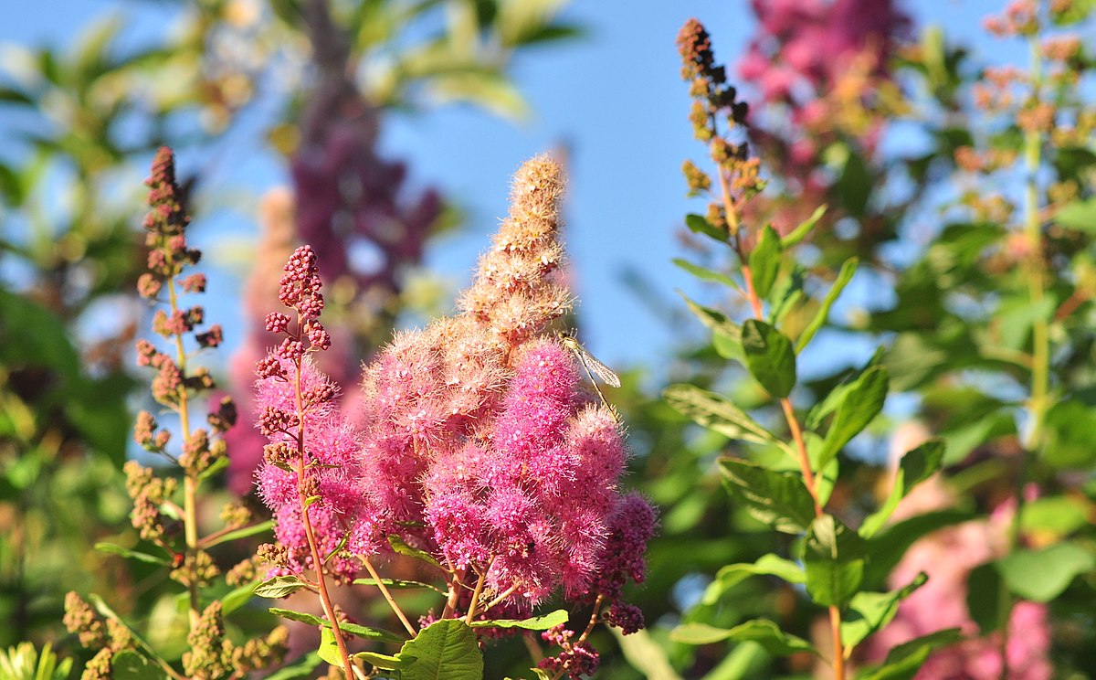 Image of Douglas spirea close-up of flowers