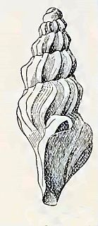 <i>Splendrillia nenia</i> species of mollusc