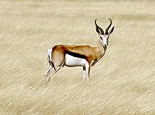 The springbok antelope (Antidorcas marsupialis) is the national animal of South Africa Springbok etosha.jpg