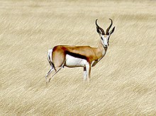 Springbok antelope Springbok etosha.jpg