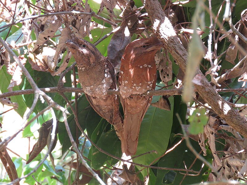 File:Sri Lanka Frogmouth Anamalai Hills.jpg