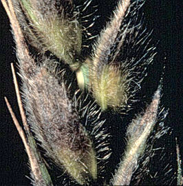 Stagonospora