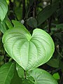 Starr-090623-1442-Dioscorea bulbifera-leaves-Nahiku-Maui (24335943214).jpg