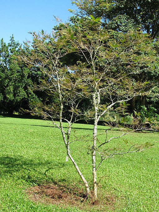 Starr-091104-0986-Lagerstroemia archeriana-habit-Kahanu Gardens NTBG Kaeleku Hana-Maui (24894660581)