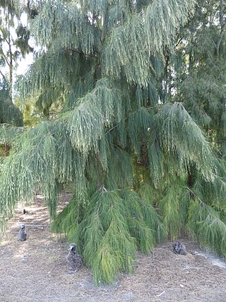<i>Casuarina glauca</i> Species of tree