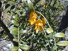 Starr 030222-0062 Sophora chrysophylla.jpg