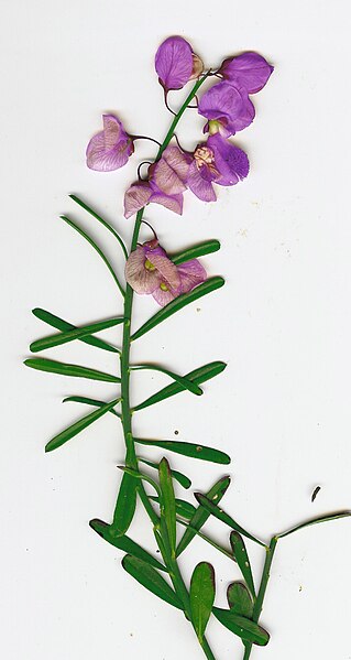 File:Starr 080219-9010 Polygala sp..jpg