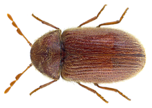 Stegobium paniceum (Linne, 1758) (28561048482).png