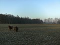 Vennheide wet meadow