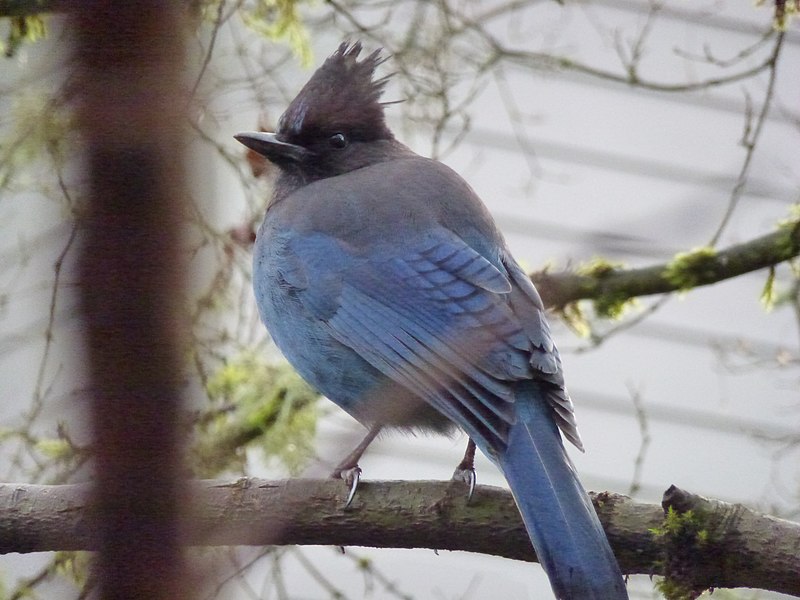 File:Steller's Jay (Coastal).jpg