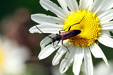 Stenurella melanura in the Czech Republic