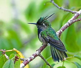 Stephanoxis lalandi -Campos do Jordao, Sao Paulo, Brazil-8.jpg