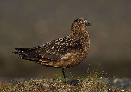 Great skua