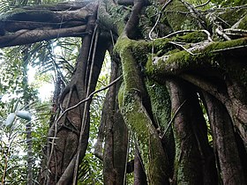 Stilt roots of Ficus sp. (Moraceae)