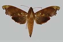 Stolidoptera cadioui, еркек, жоғарғы жағында. Equador, Occidente, Esmeraldas Rte Lita - Сан-Лоренцо км 18.jpg