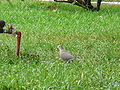 Halbmondtaube Red-eyed Dove
